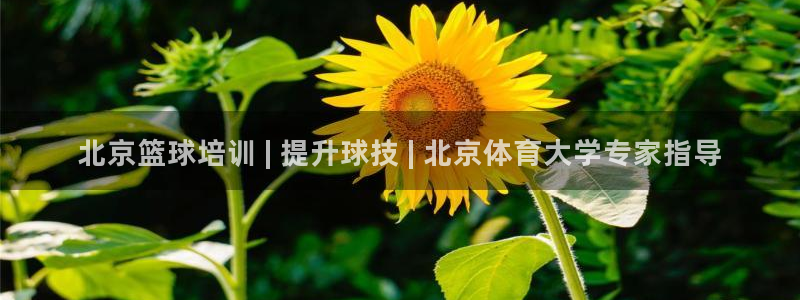 耀世娱乐如何登录平台：北京篮球培训 | 提升球技 |