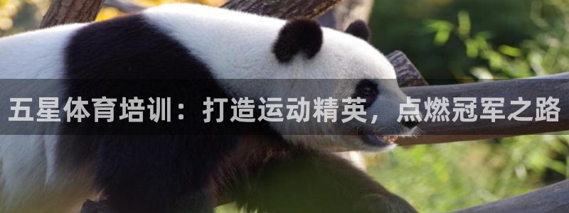 耀世娱乐登陆地址怎么改：五星体育培训：打造运动精英，